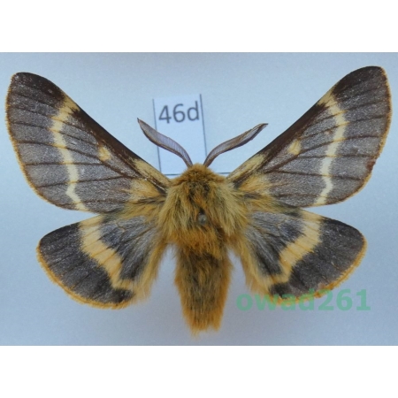 Lemonia dumi (Linnaeus, 1761) male Slovakia46d